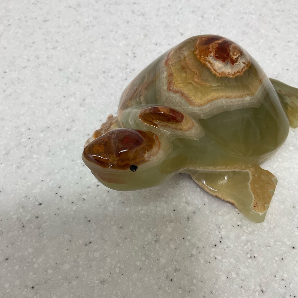 Beautiful marble turtle . - Picture 6 of 10